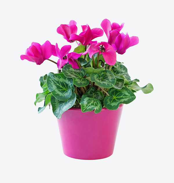 Hoa Khai Trương V260