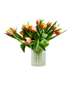 Lan Hồ Điệp 6 cành TP001