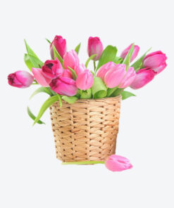 Lan Hồ Điệp 20 Cành TP003