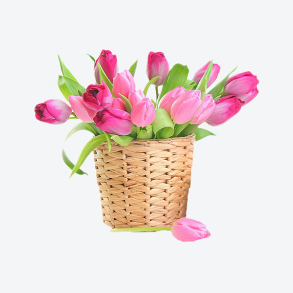 Lan Hồ Điệp 20 Cành TP003